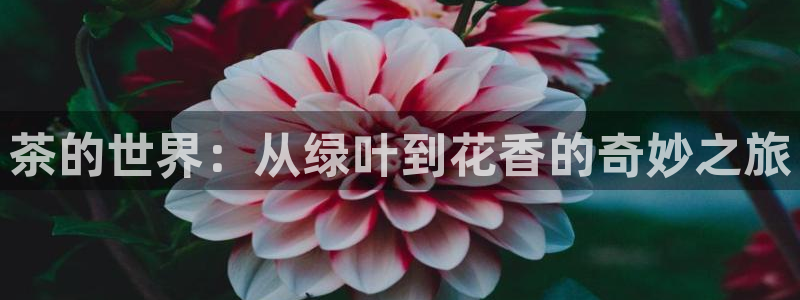 鸿运彩票平台可靠吗