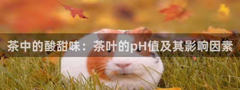 鸿运app直播平台