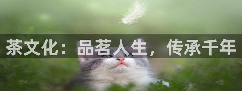 鸿运国际平台登录