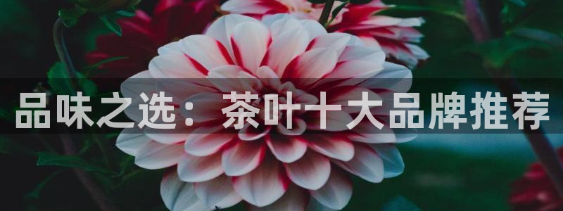 鸿运集团直播卖货平台