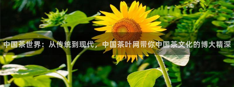 鸿运六月直播平台