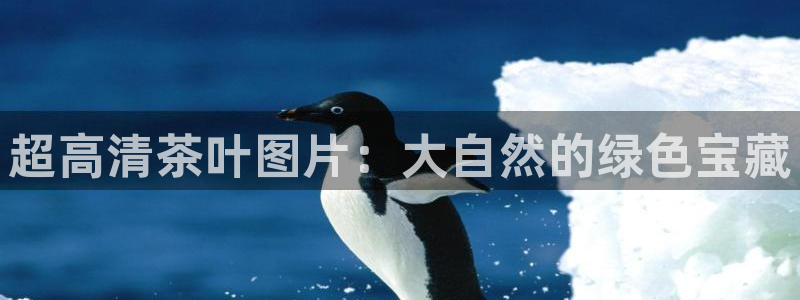 鸿运卡盟登录平台