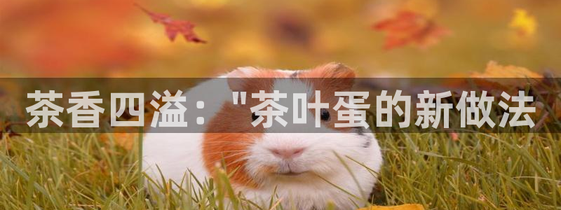 鸿运国际平台代理