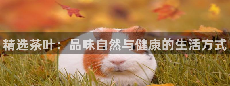 鸿运当头抽奖平台