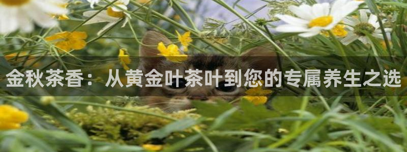 鸿运达交易拍卖平台