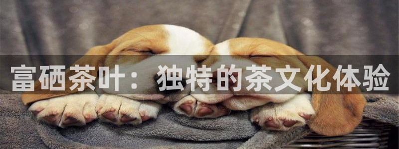 正规鸿运国际平台