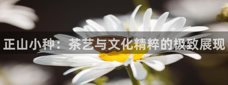 鸿运体育平台网址是什么